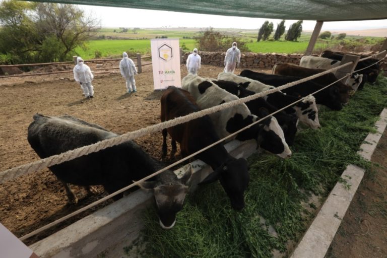 Fortalecen crianza de ganado vacuno de engorde en Islay