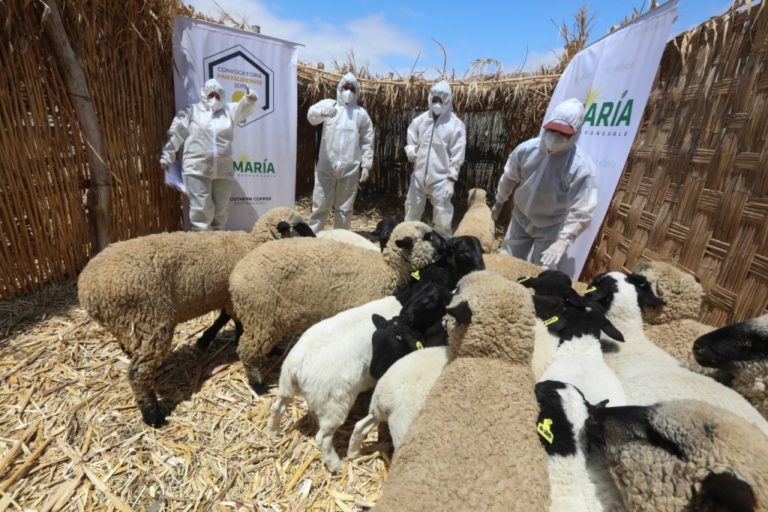 Tía María contribuye con el mejoramiento genético de ovinos en Islay