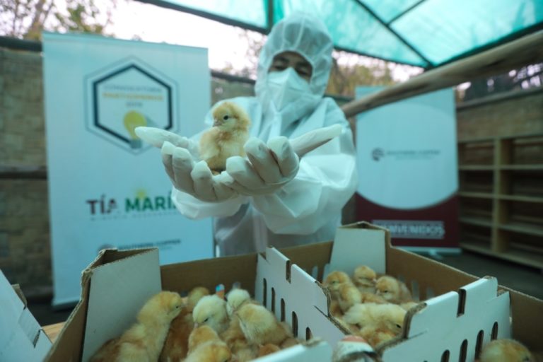 Implementan granja de gallinas ponedoras en Punta de Bombón