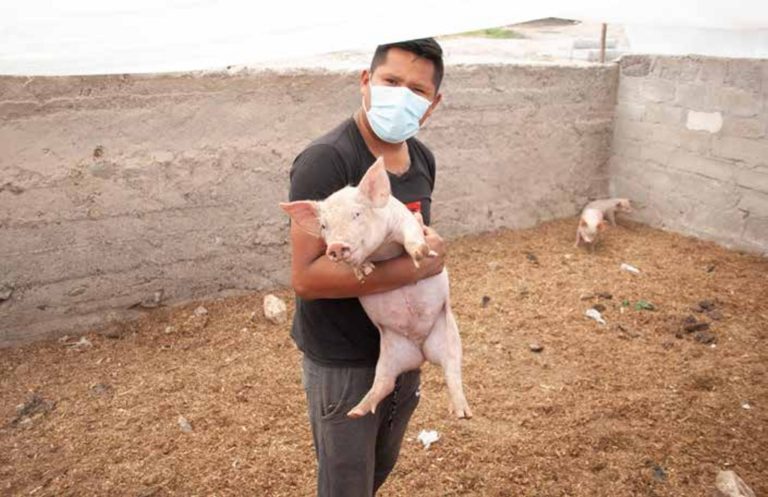 Proyecto de crianza de porcinos en Ite ya es una realidad, gracias a “impulsa 2020”