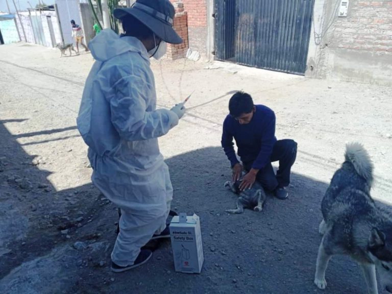 Sube a 16 los casos de rabia en Arequipa