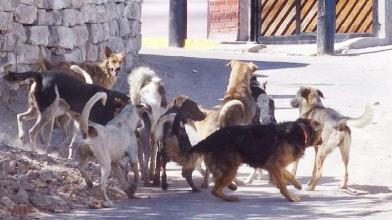 Arequipa: Detectan primer caso de rabia canina del 2021