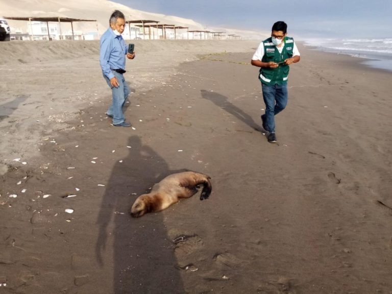 Advierten a la población a no acercarse a animales varados en playas