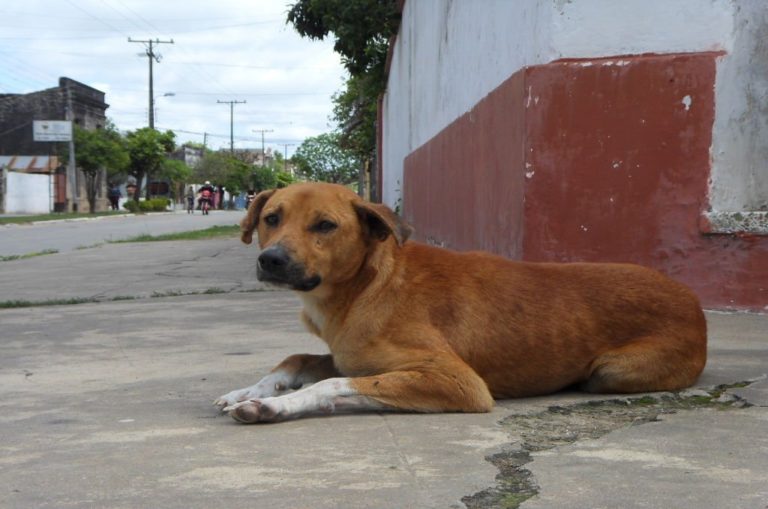 Piden a población a no dejar sus perros en la calle