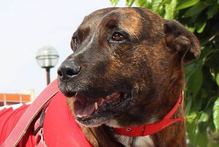 “Scooby”: el perro callejero de los arequipeños, falleció