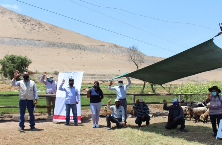 Southern Peru promueve proyecto productivo de ovinos dorper en Ite con capital semilla