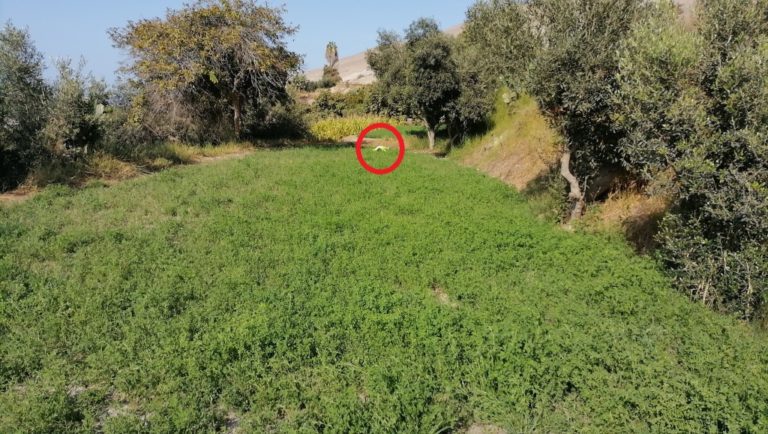 El Arenal: Hallan sin vida cuerpo de hombre en campo de alfalfa