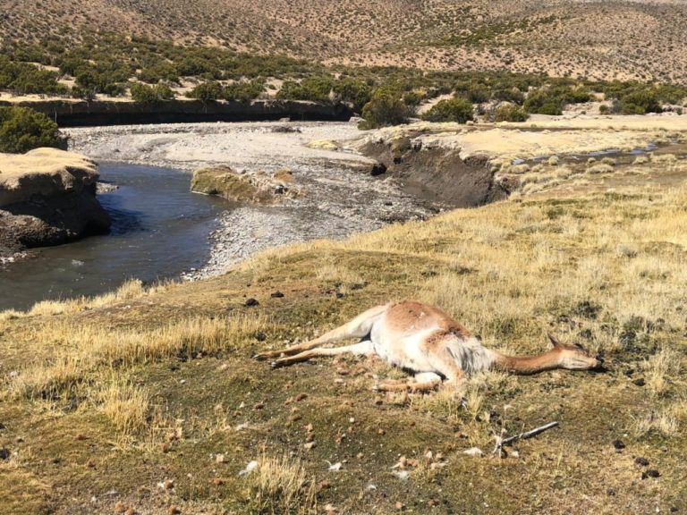 Cazadores furtivos matan más de 50 vicuñas