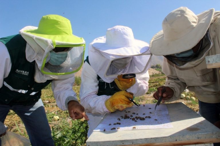Estrategias sanitarias del SENASA resguardan la producción apícola en Moquegua