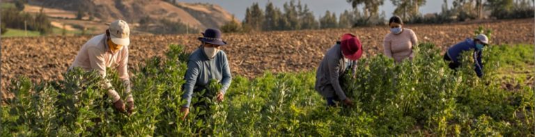 Revista La Punta Digital organiza webinar sobre emprendedores agropecuarios