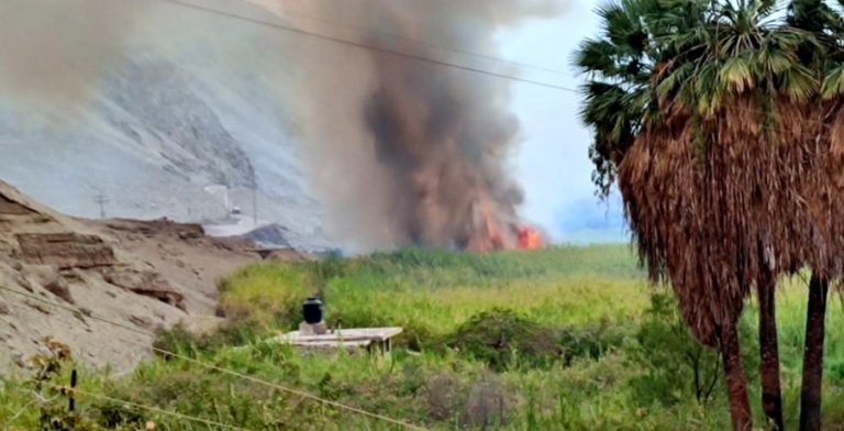 Incendio forestal se registró en el fundo “Loreto” de El Algarrobal