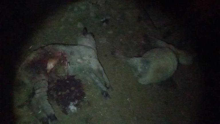 Puma andino estaría ocasionando mortandad de corderos en Omate