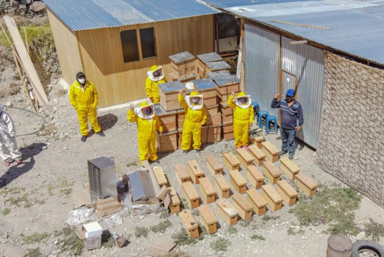 Southern Perú fomenta proyecto para producción de miel orgánica de abejas en Candarave