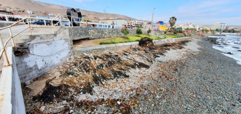 Aparece gran cantidad de macro algas en el malecón costero de Ilo