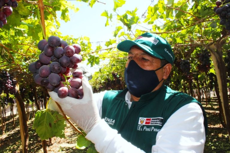 Moquegua: Productores de uva certifican sus campos para la agroexportación