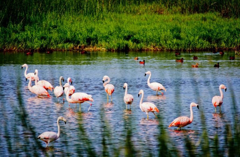 Impulsan avistamiento de aves en Lagunas de Mejía