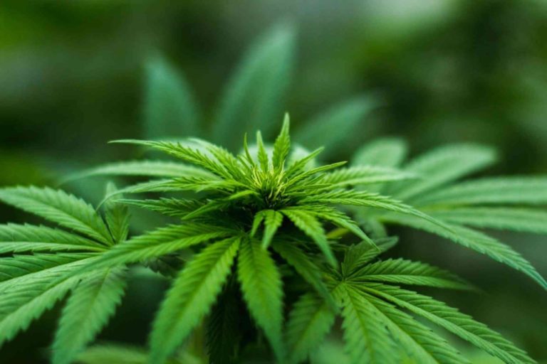 Congreso aprueba norma para garantizar acceso al uso medicinal del cannabis