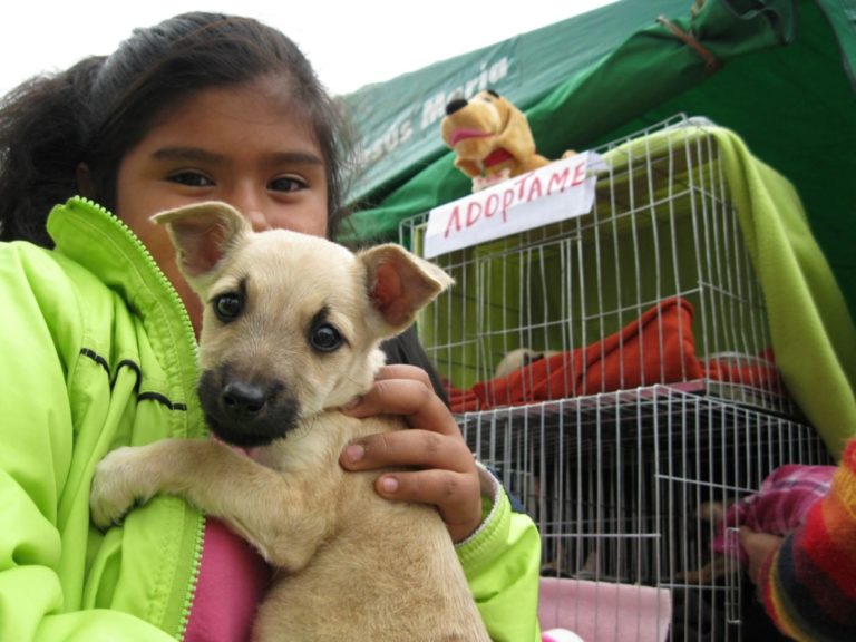 Organizan feria de adopción de mascotas en Mollendo