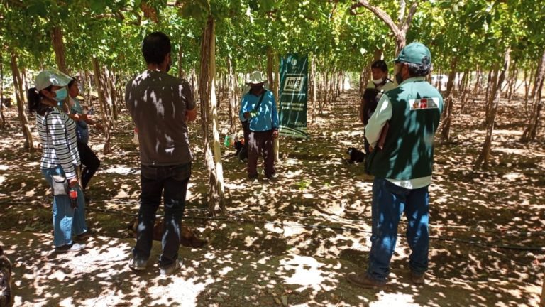 INIA transfiere tecnología agraria para mejorar calidad exportable de uva de mesa en Moquegua