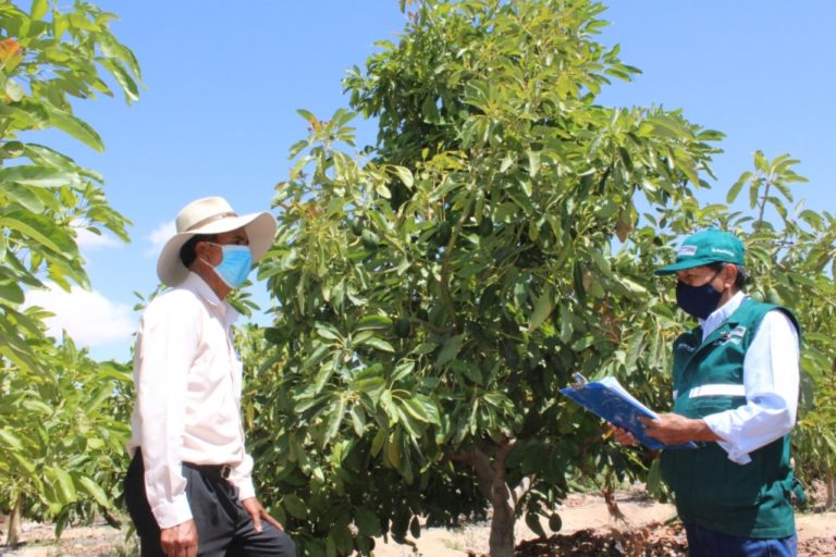 Moquegua: Pequeños productores enviaron más de 630 toneladas de palta hacia Chile
