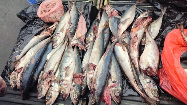Personal sanitario de la MPI encuentra pescado malogrado en “El Lenguadito”