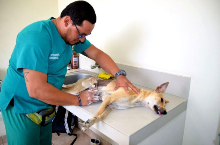 Moquegua: Esterilización quirúrgica gratuita de perros y gatos