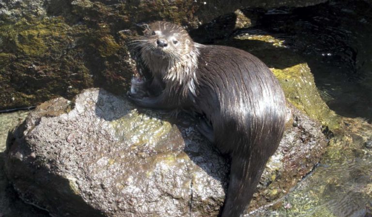 “Chungungo”: Presentan libro sobre la nutria marina en el sur