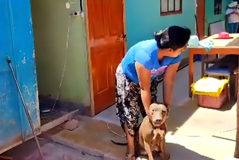 Perro ataca a niña y provoca graves heridas, en el distrito de San Antonio