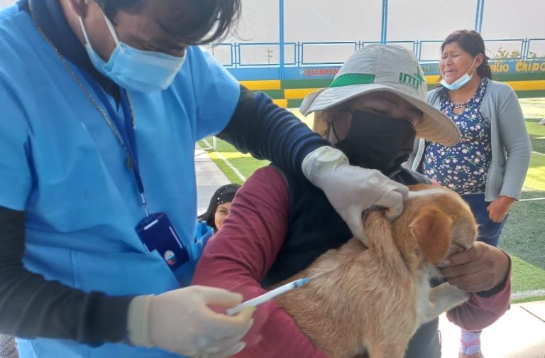Red de Salud Islay: se inmunizó contra la rabia a 6,300 perros