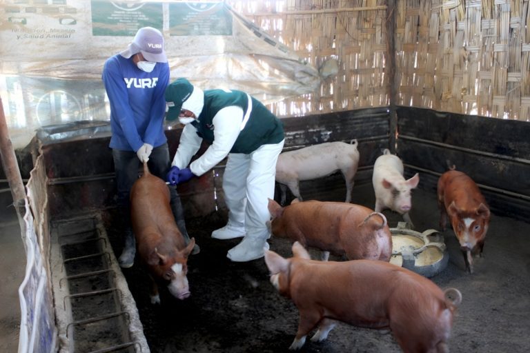 Acciones sanitarias de prevención mantienen a Moquegua libre de peste porcina clásica