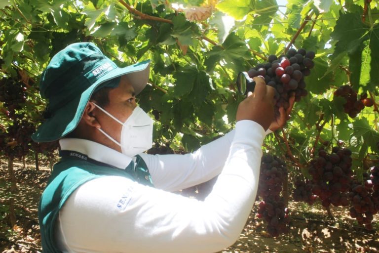 Producción y exportación de uva se mantiene en la región Arequipa