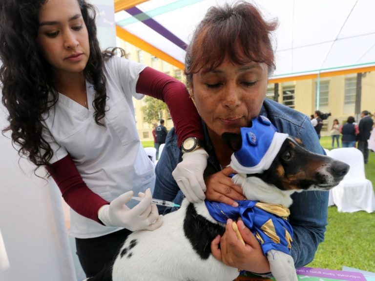 Se vacunó al 90% de canes en la campaña VANCAN 2021