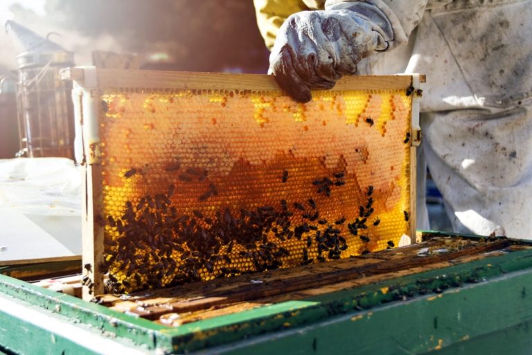 Emprendedores de Candarave inician producción de miel de abeja orgánica con capital semilla de Southern Perú
