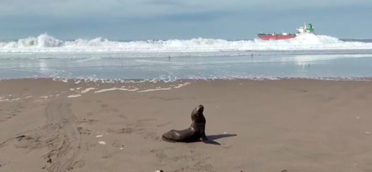 Rescatan y devuelven al mar a pequeño lobo marino en Mollendo