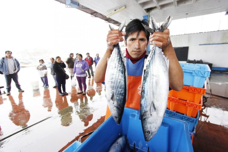 Pescadores artesanales piden a encargado de Produce, esclarecer sobre veda del bonito