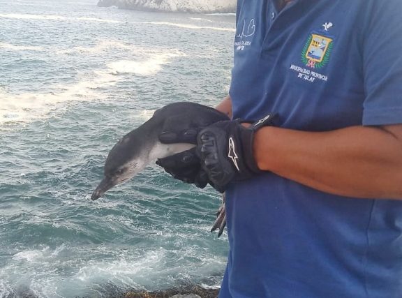 Pingüino encontrado en playa Albatros fue liberado en su hábitat natural