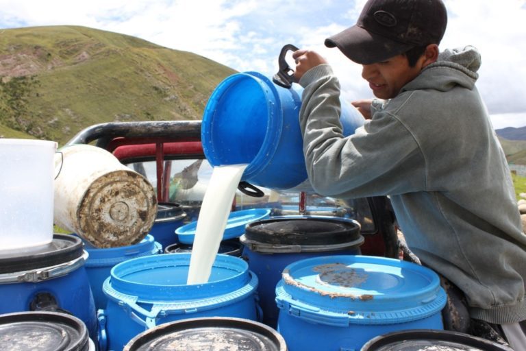 La leche de vaca y su dominio