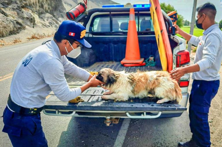 Punta de Bombón: serenos rescatan a perrito del canal de Santa Ana de Quitiri