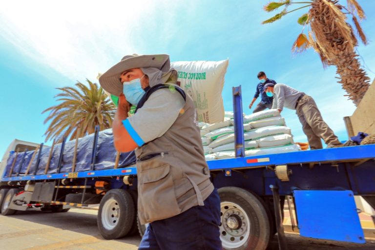 Southern Perú fortalece producción agraria de maíz forrajero en Ite