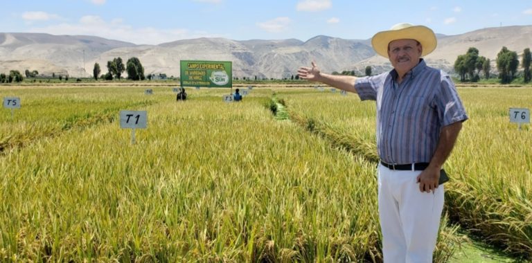 Camaná: Expondrán bondades del cultivo de más de 10 calidades de arroz que conviene sembrar