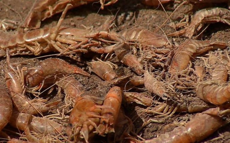 Hallan gran cantidad de camarones muertos en orilla del río Osmore