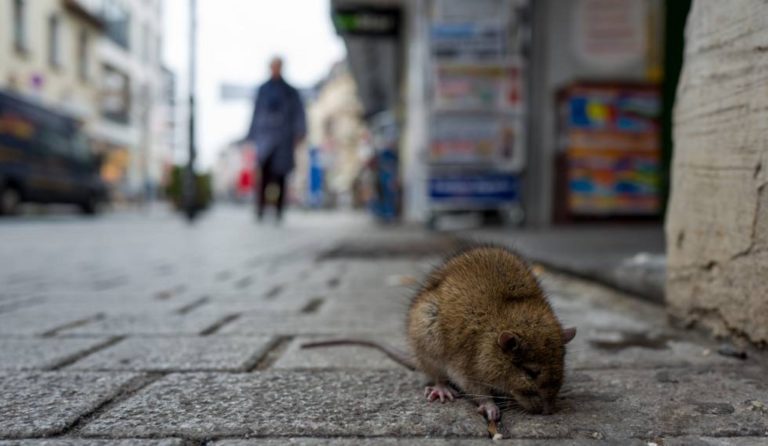 Mollendo: Denuncian aparición de plaga de roedores en un predio abandonado