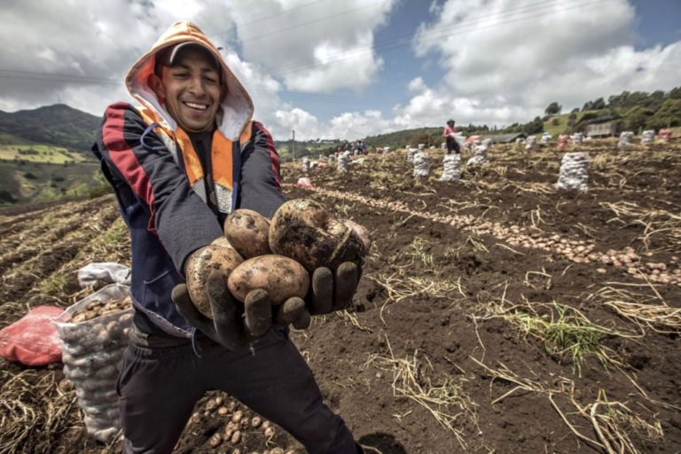 Municipio punteño capacitará a agricultores por el día de la papa