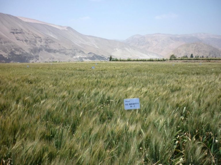 Fortalecen cadena de producción de trigo en Valle Arriba