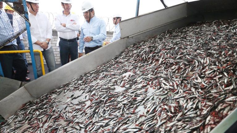 Punta de Bombón: hasta el 13 de mayo estará prohibida la extracción de anchoveta