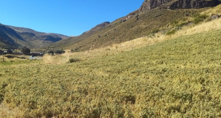 Heladas en Ichuña causan daños a cultivos de alfalfa y avena