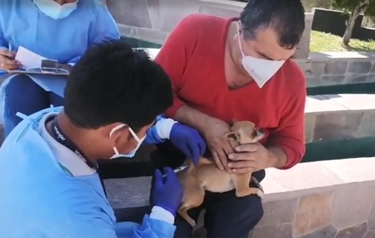 Realizan gran campaña de vacunación antirrábica canina en la región Moquegua