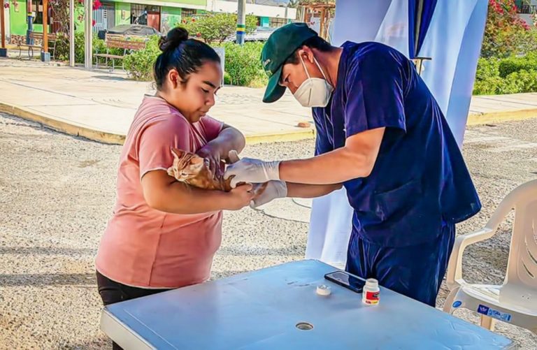 Punta de Bombón: esterilización canina y felina