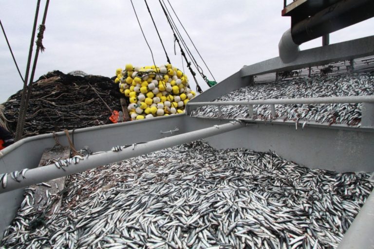 Descarga de anchoveta en la primera temporada superó el millón de toneladas