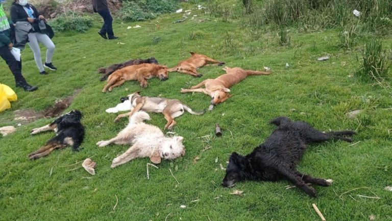 Vecinos de Alto Inclán denuncian muerte por envenenamiento de ocho perros